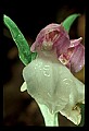 01108-00028-Showy Orchis, Galearis spectabilis.jpg