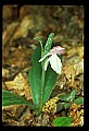 01108-00029-Showy Orchis, Galearis spectabilis.jpg