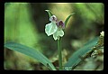 01108-00030-Showy Orchis, Galearis spectabilis.jpg