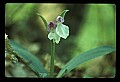 01108-00031-Showy Orchis, Galearis spectabilis.jpg