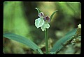 01108-00032-Showy Orchis, Galearis spectabilis.jpg