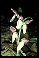 01108-00035-Showy Orchis, Galearis spectabilis.jpg