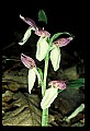01108-00036-Showy Orchis, Galearis spectabilis.jpg