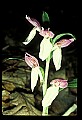 01108-00037-Showy Orchis, Galearis spectabilis.jpg