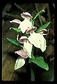 01108-00039-Showy Orchis, Galearis spectabilis.jpg