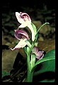 01108-00040-Showy Orchis, Galearis spectabilis.jpg