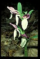01108-00041-Showy Orchis, Galearis spectabilis.jpg