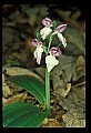 01108-00043-Showy Orchis, Galearis spectabilis.jpg