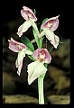 01108-00044-Showy Orchis, Galearis spectabilis.jpg