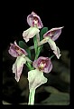 01108-00045-Showy Orchis, Galearis spectabilis.jpg