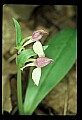 01108-00046-Showy Orchis, Galearis spectabilis.jpg