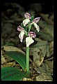 01108-00047-Showy Orchis, Galearis spectabilis.jpg