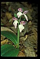 01108-00048-Showy Orchis, Galearis spectabilis.jpg