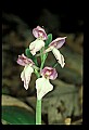 01108-00049-Showy Orchis, Galearis spectabilis.jpg