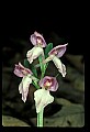 01108-00050-Showy Orchis, Galearis spectabilis.jpg