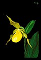 01110-00186-Yellow Lady's Slippers, Cypripedium calceolus.jpg