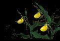 01110-00187-Yellow Lady's Slippers, Cypripedium calceolus.jpg