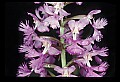 01113-00001-Large Purple-fringed Orchid, Habenaria psycodes.jpg
