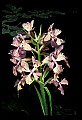 01113-00002-Large Purple-fringed Orchid, Habenaria psycodes.jpg
