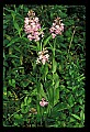 01113-00004-Large Purple-fringed Orchid, Habenaria psycodes.jpg