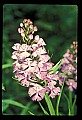 01113-00005-Large Purple-fringed Orchid, Habenaria psycodes.jpg