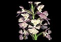 01113-00007-Large Purple-fringed Orchid, Habenaria psycodes.jpg