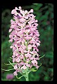 01113-00008-Large Purple-fringed Orchid, Habenaria psycodes.jpg