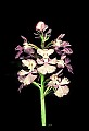 01113-00009-Large Purple-fringed Orchid, Habenaria psycodes.jpg