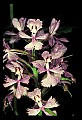 01113-00010-Large Purple-fringed Orchid, Habenaria psycodes.jpg
