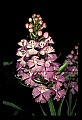 01113-00011-Large Purple-fringed Orchid, Habenaria psycodes.jpg