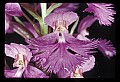 01113-00012-Large Purple-fringed Orchid, Habenaria psycodes.jpg