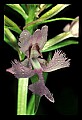 01113-00013-Large Purple-fringed Orchid, Habenaria psycodes.jpg