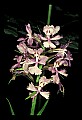 01113-00014-Large Purple-fringed Orchid, Habenaria psycodes.jpg
