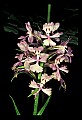 01113-00015-Large Purple-fringed Orchid, Habenaria psycodes.jpg