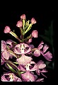01113-00016-Large Purple-fringed Orchid, Habenaria psycodes.jpg