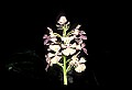01113-00017-Large Purple-fringed Orchid, Habenaria psycodes.jpg