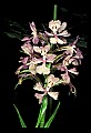 01113-00018-Large Purple-fringed Orchid, Habenaria psycodes.jpg
