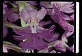 01113-00019-Large Purple-fringed Orchid, Habenaria psycodes.jpg