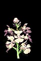 01113-00020-Large Purple-fringed Orchid, Habenaria psycodes.jpg