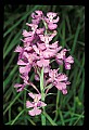 01113-00021-Large Purple-fringed Orchid, Habenaria psycodes.jpg