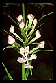 01113-00022-Large Purple-fringed Orchid, Habenaria psycodes.jpg