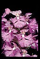 01113-00023-Large Purple-fringed Orchid, Habenaria psycodes.jpg
