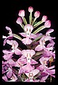 01113-00024-Large Purple-fringed Orchid, Habenaria psycodes.jpg