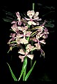 01113-00025-Large Purple-fringed Orchid, Habenaria psycodes.jpg