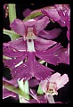 01113-00026-Large Purple-fringed Orchid, Habenaria psycodes.jpg