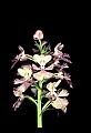 01113-00027-Large Purple-fringed Orchid, Habenaria psycodes.jpg