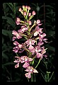 01113-00029-Large Purple-fringed Orchid, Habenaria psycodes.jpg