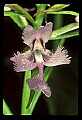 01113-00030-Large Purple-fringed Orchid, Habenaria psycodes.jpg