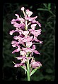 01113-00031-Large Purple-fringed Orchid, Habenaria psycodes.jpg
