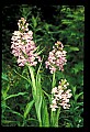 01113-00033-Large Purple-fringed Orchid, Habenaria psycodes.jpg